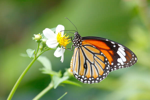 blume-schmetterling