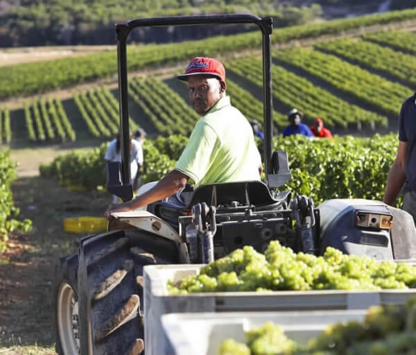 Bouchard_Finlayson_Ernte