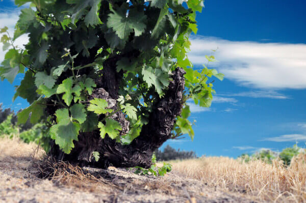 Optenhorst_Chenin_Blanc_Top_100