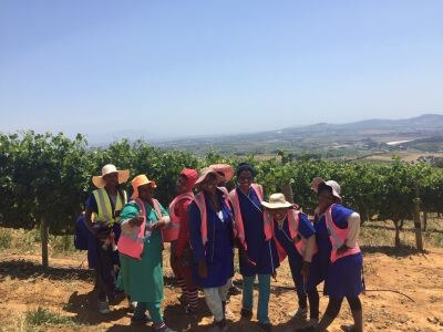 Weinlese_S_dafrika_1