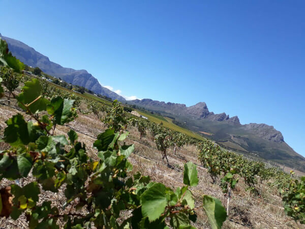 stellenbosch_vineyard