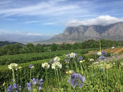 Weinlandschaft_3_bearbeitet