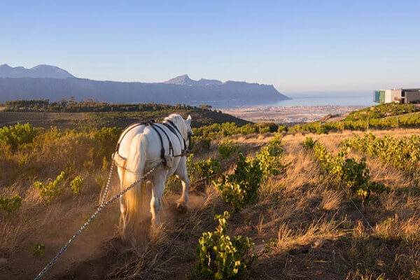 Waterkloof_Pferd_2